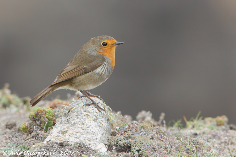 European Robin - Roodborst - Erithacus rubecula