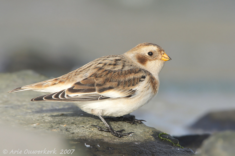 Snow Bunting - Sneeuwgors - Plectrophenax nivalis