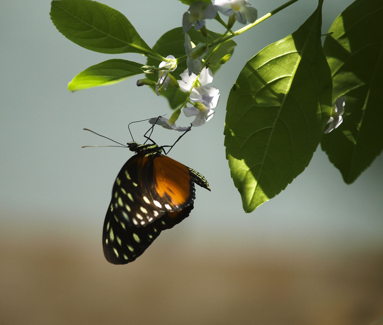 cambridge_butterfly_conservatory