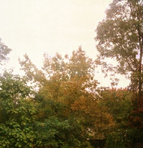more trees turning 