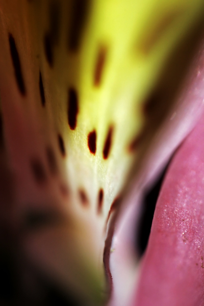 Alstromeria Petals_1274.jpg