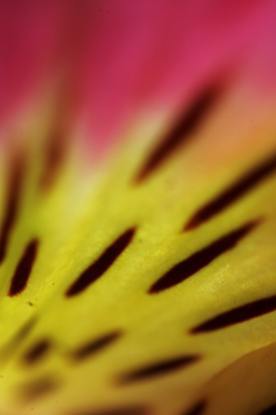 Alstromeria Petals_1085.jpg