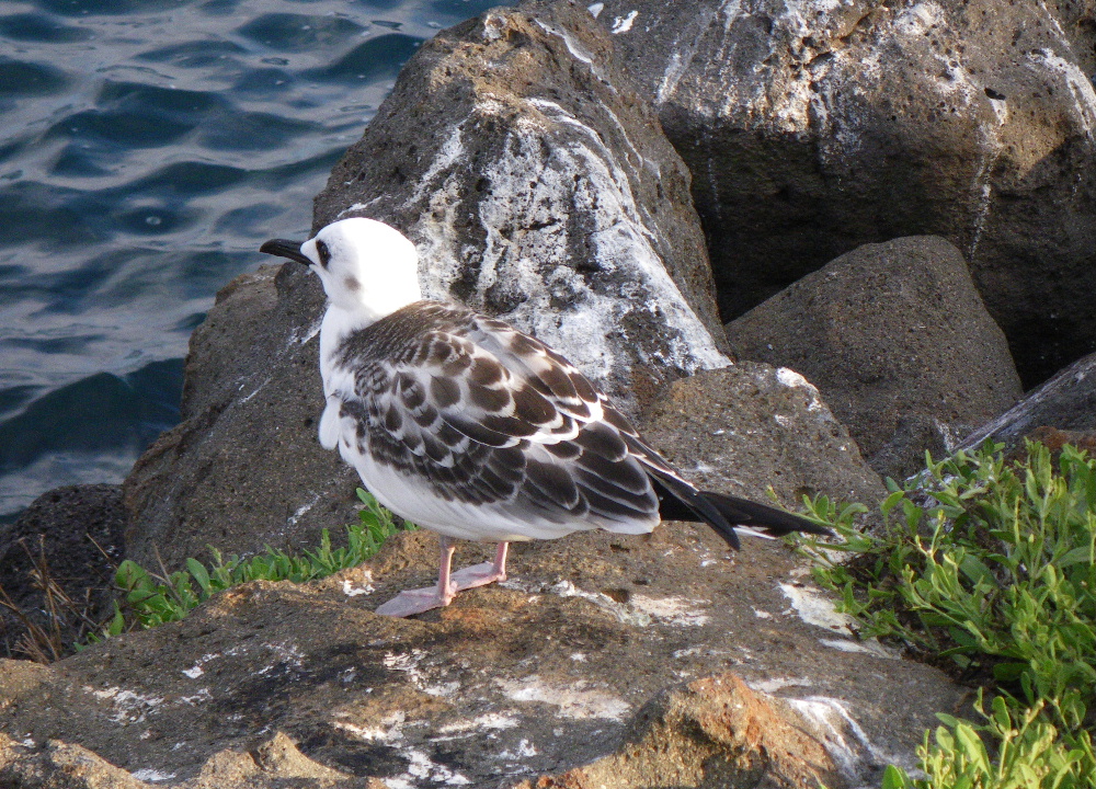 IMGP0315_Swallow-Tailed Gull_juvenile.JPG