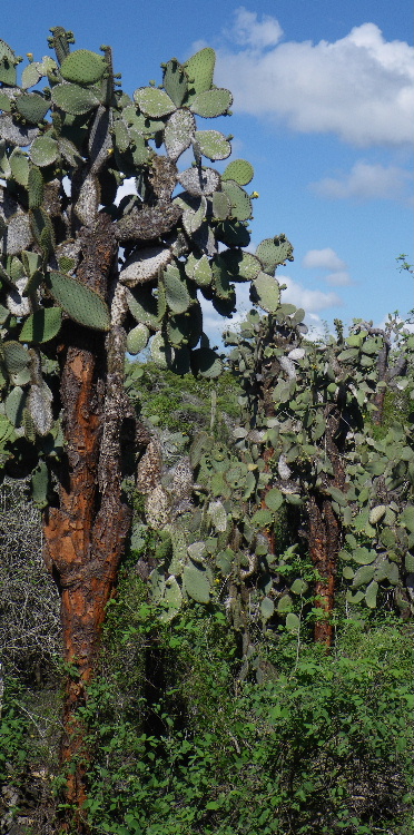 IMGP0701_Giant Prickly Pear Cactus.JPG