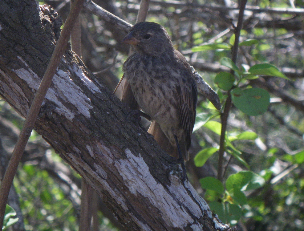 IMGP0712_Small Ground Finch.JPG