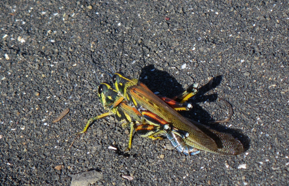 IMGP1091_Large Painted Locusts.JPG