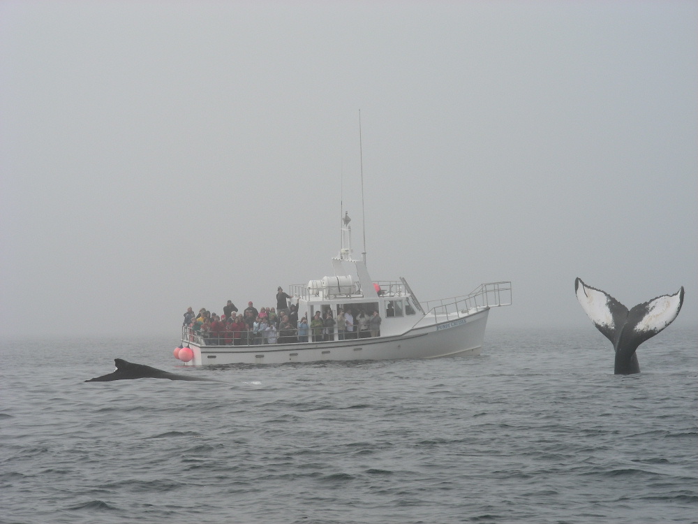 3_7_Humpback Whales.JPG