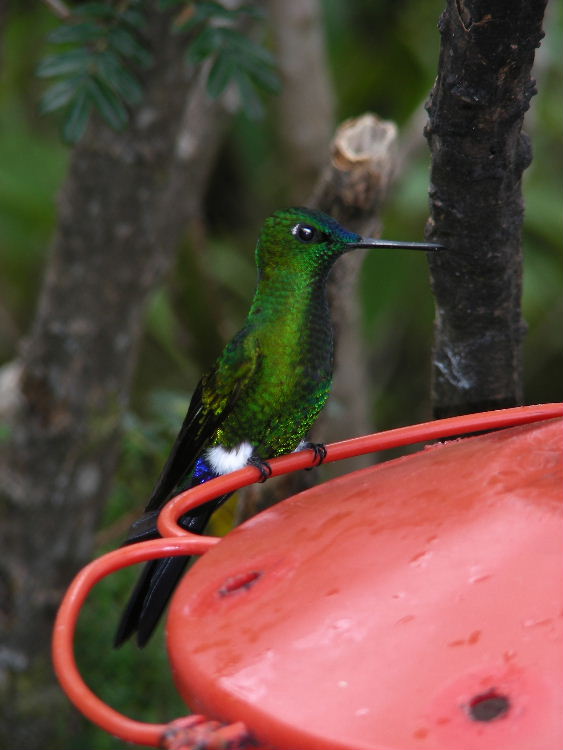 2_6_Sapphire-vented Puffleg.JPG