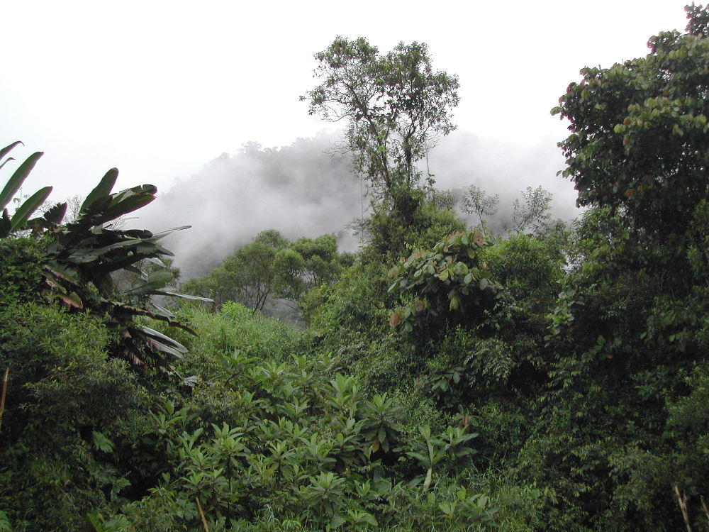 1_7_Cloud Forest scenery near Mindo.JPG