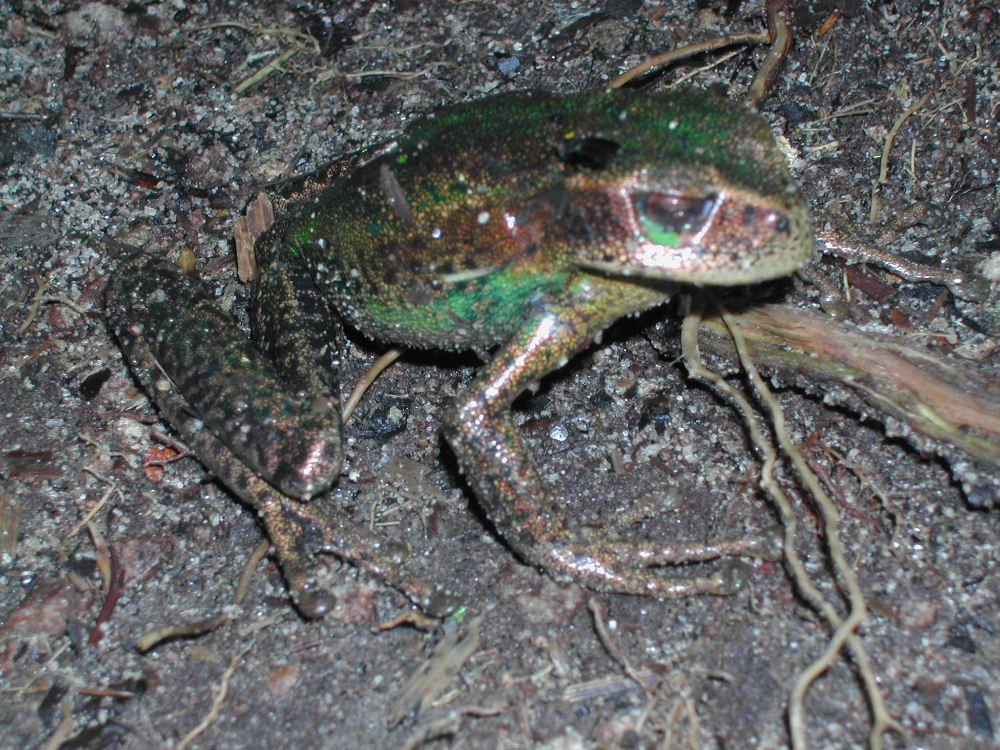 5_8_Frog spp.JPG