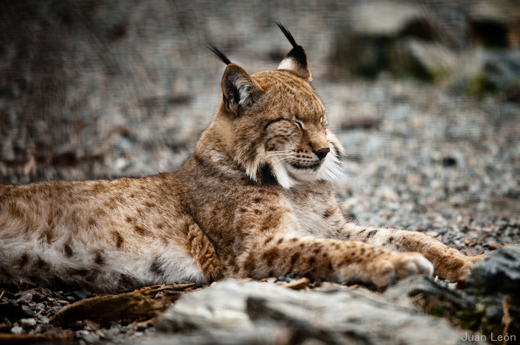 LInce