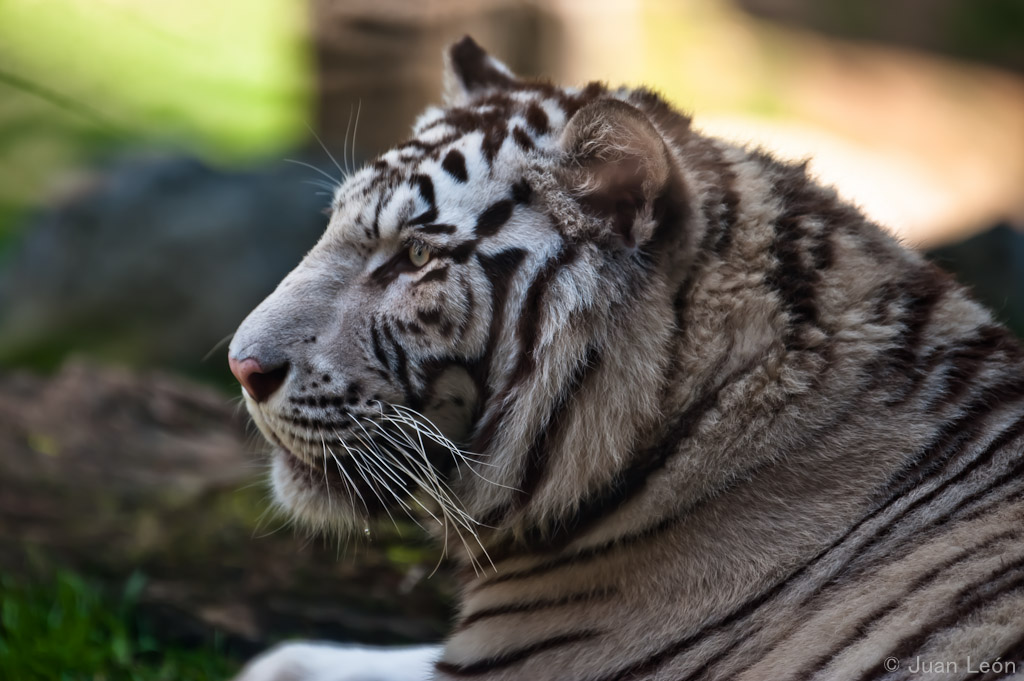 Siberian Tiger