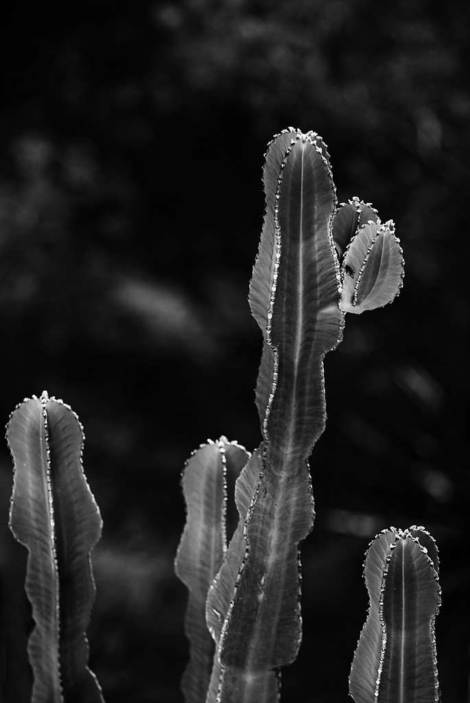 Cactus_BN_JLB1168.jpg