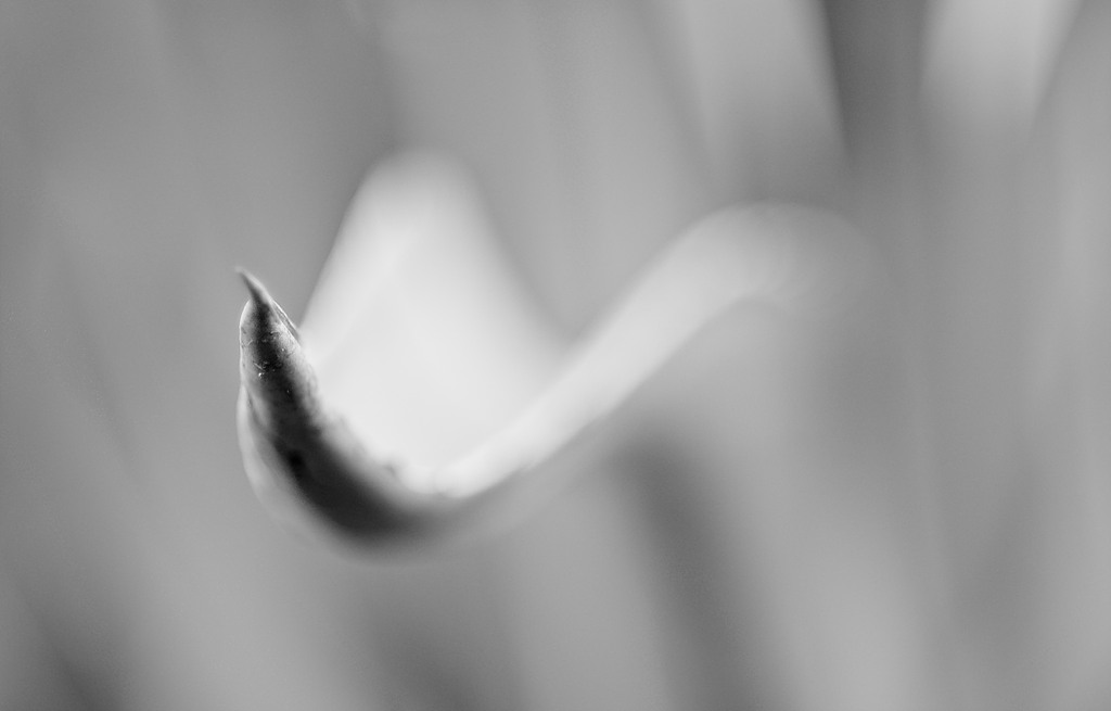 Agave #1