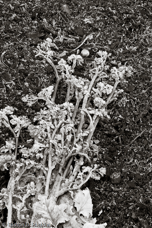 DSC6504.