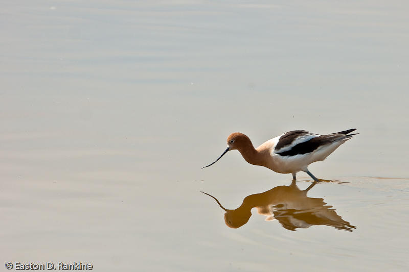 American Avocet