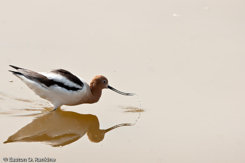 American Avocet II
