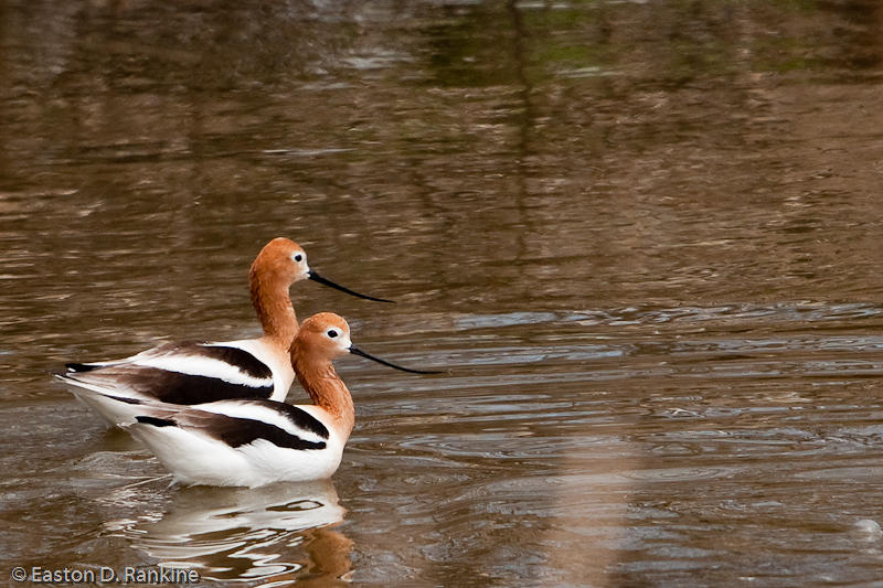 American Avocets V