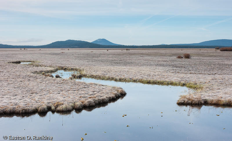Marsh