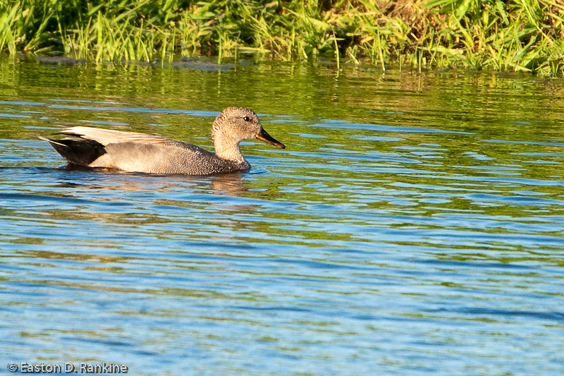 Gadwall