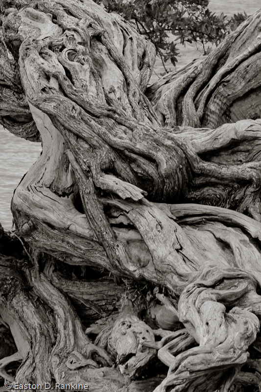 Old Growth II