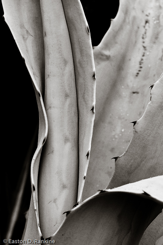 Yucca