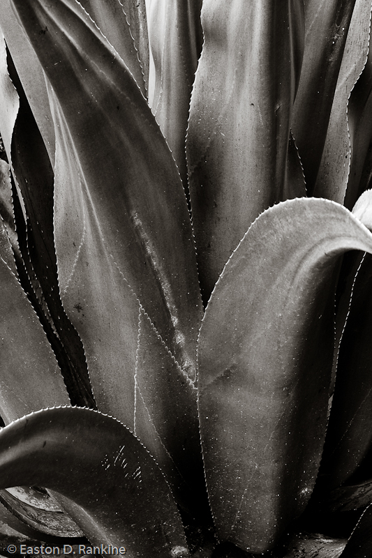 _DSC1716-Edit.jpg