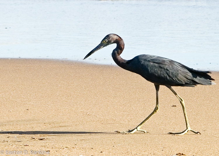 Little Blue Heron - Alligator Pond