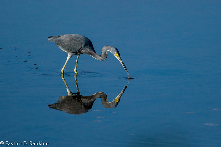 Morning Wader