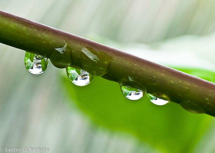 Water Drops - Linscott Ave, St Andrew