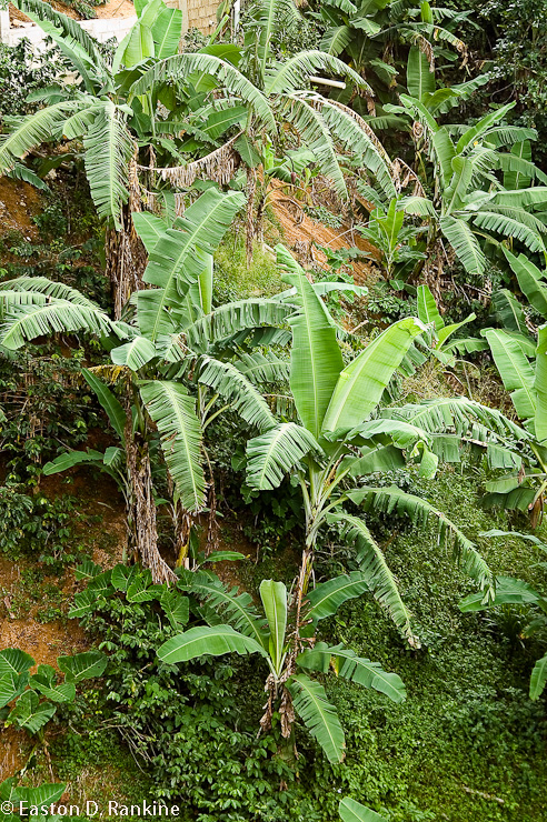 Hillside Bananas - Strawberry Hill, St Andrew