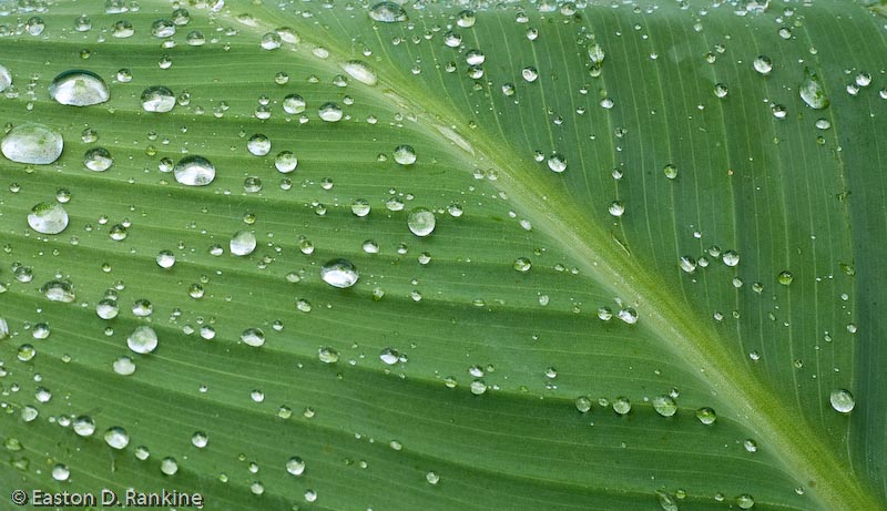 Rain Drops on Canna Leaf