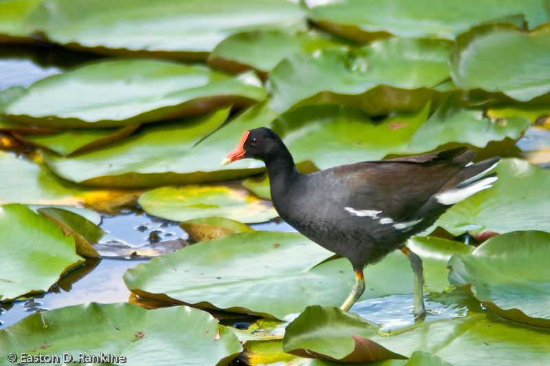 Common Moorhen, Hope Gardens, St. Andrew