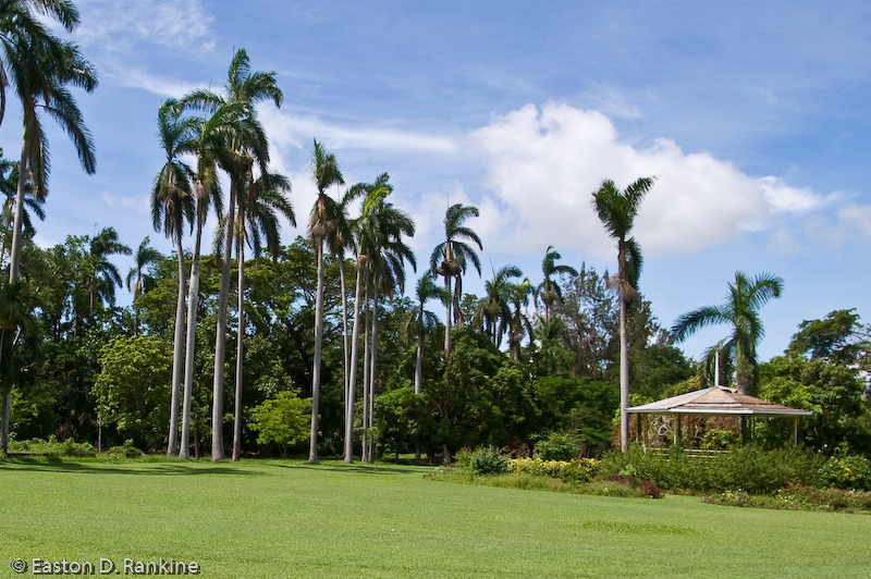 Untitled, Hope Gardens, St. Andrew