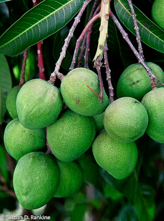 Mangoes