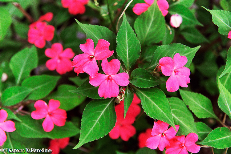 Bankside Impatiens - Blue Mountains