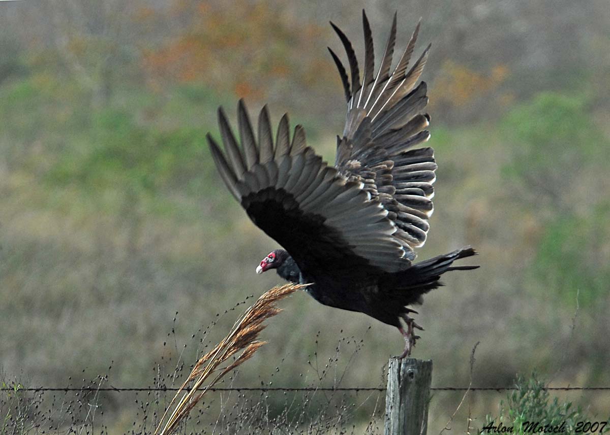 brazoria buzzard