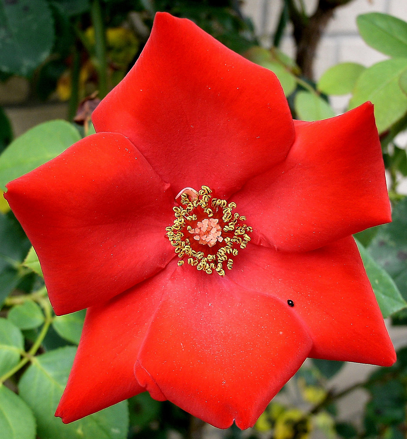 Red Beauty