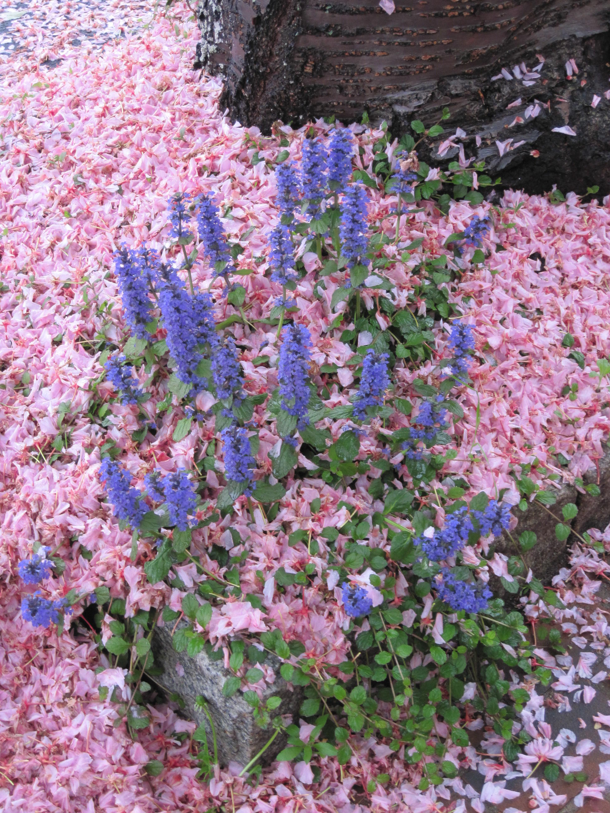 Pink Snow on Main Street