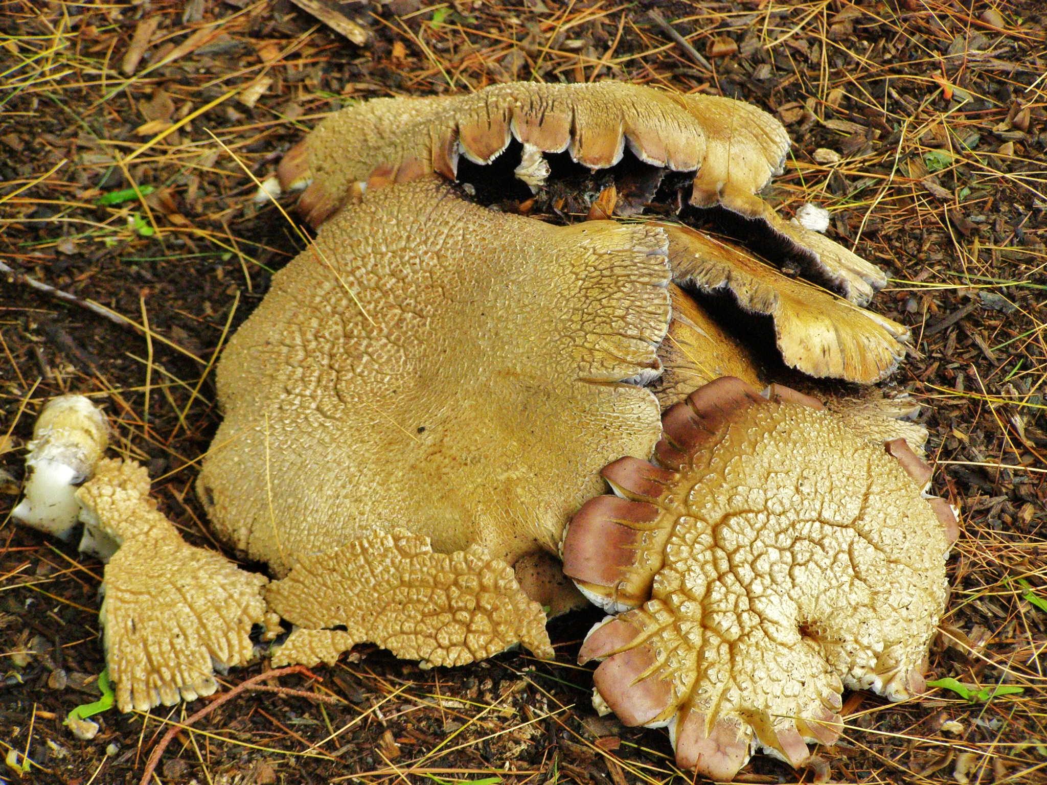 Mushrooms Anyone?