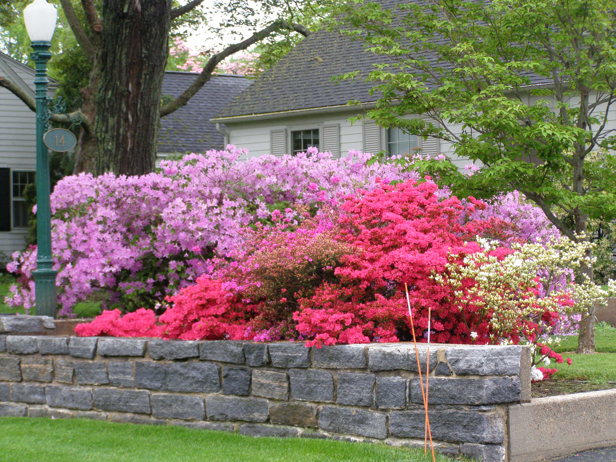 Colorful Yard