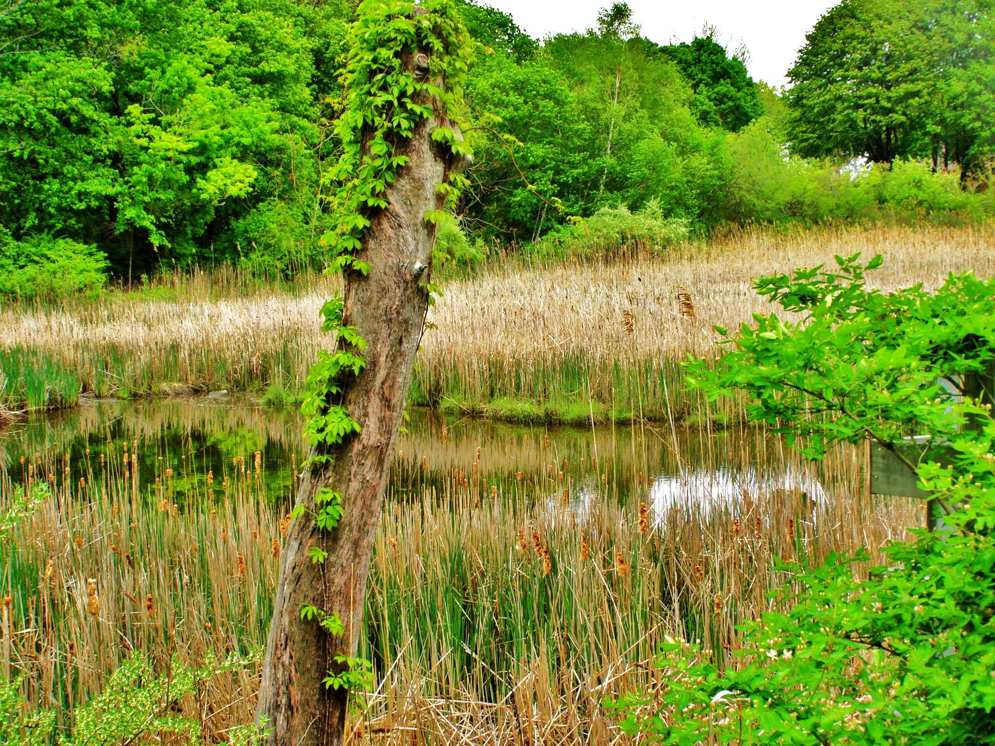Marsh Land At Old Saybrook