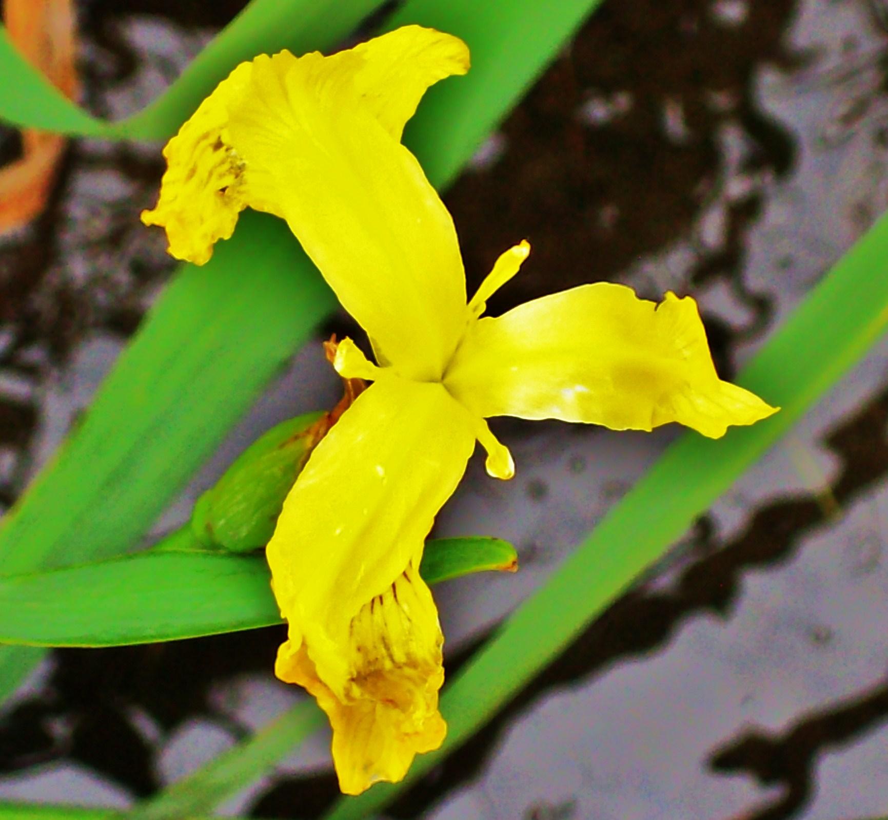 Yellow Iris
