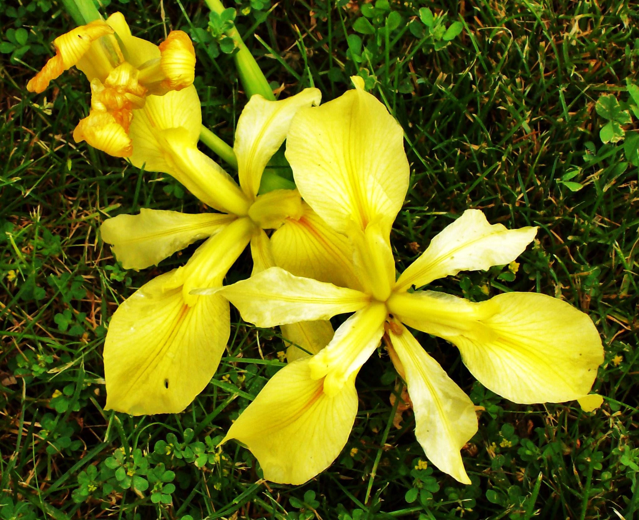 Irises