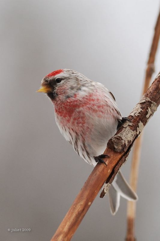 Sizerin flamm (Common redpoll)