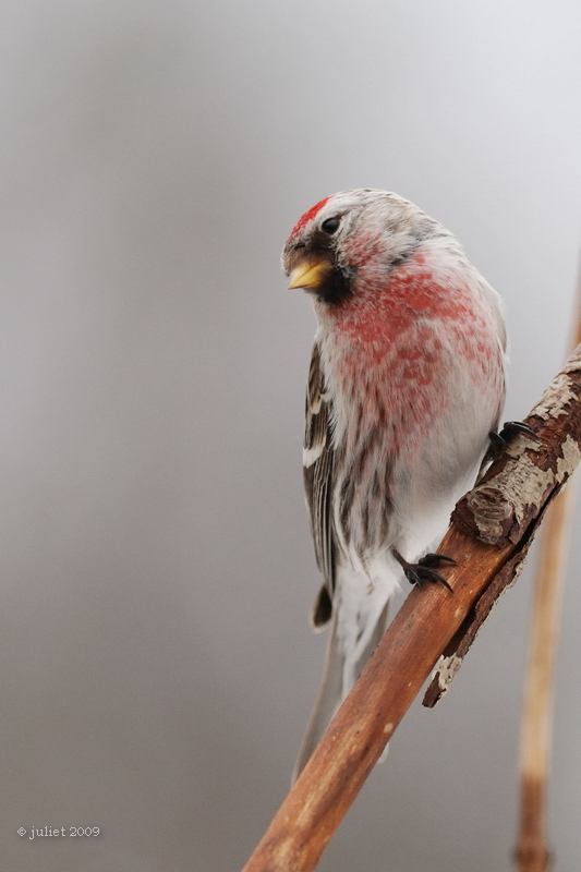 Sizerin flamm (Common redpoll)