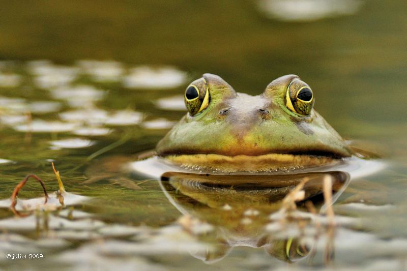 Grenouille verte (Green frog)