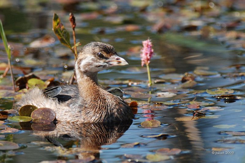 Grbe  bec bigarr jeune (Pied-billed grebe)