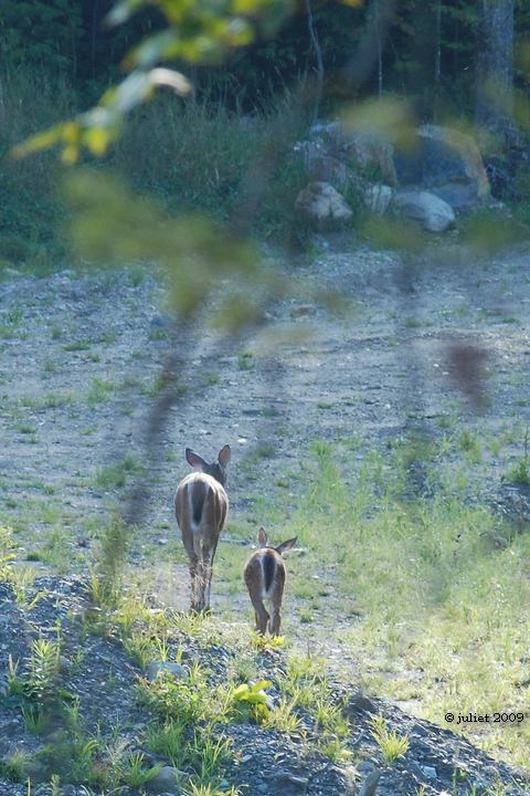 Cerf de Virginie (White-tailed deer)
