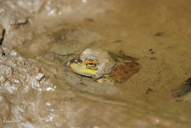 Mud hat
